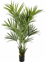 Kentia D 17 H 172 cm - PlantenShop24 - 02-09-2025