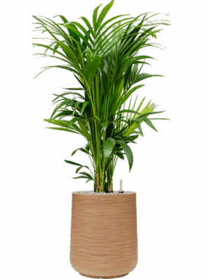 Kentia Howea Forsteriana In Baq Dune D 27 H 135 cm - PlantenShop24 - 08-09-2025