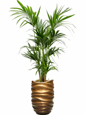 Kentia Howea Forsteriana In Baq Gradient Lee D 22 H 195 cm - PlantenShop24 - 16-09-2025