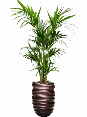 Kentia Howea Forsteriana In Baq Gradient Lee D 22 H 195 cm - PlantenShop24 - 16-09-2025