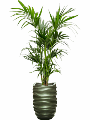 Kentia Howea Forsteriana In Baq Gradient Lee D 22 H 196 cm - PlantenShop24 - 16-09-2025