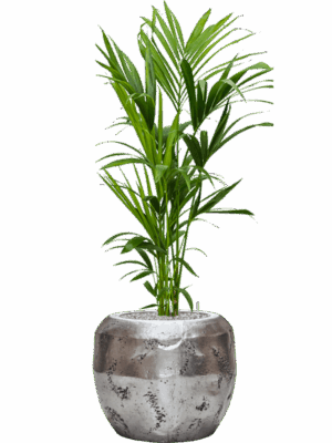Kentia Howea Forsteriana In Baq Opus Raw D 21 H 138 cm - PlantenShop24 - 15-09-2025