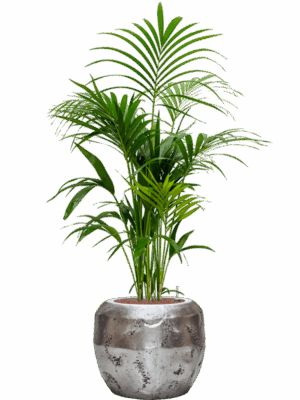 Kentia Howea Forsteriana In Baq Opus Raw D 25 H 155 cm - PlantenShop24 - 15-09-2025