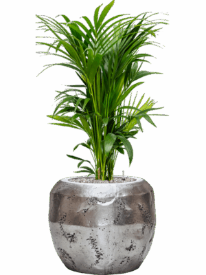 Kentia Howea Forsteriana In Baq Opus Raw D 27 H 132 cm - PlantenShop24 - 15-09-2025