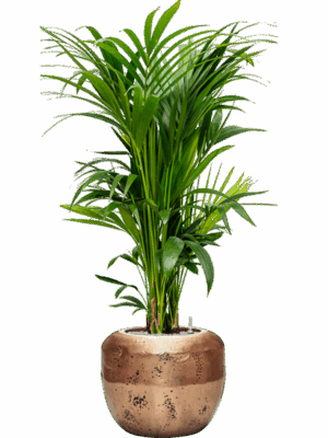 Kentia Howea Forsteriana In Baq Opus Raw D 27 H 158 cm - PlantenShop24 - 08-09-2025