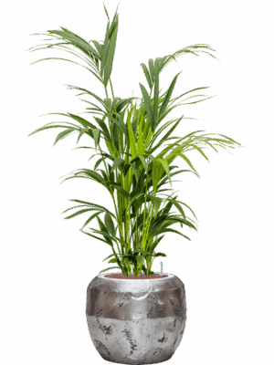 Kentia Howea Forsteriana In Baq Opus Raw D 28 H 156 cm - PlantenShop24 - 15-09-2025