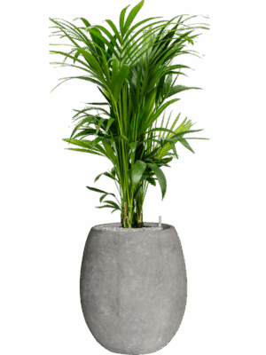 Kentia Howea Forsteriana In Baq Polystone Coated Plain D 27 H 146 cm - PlantenShop24 - 08-09-2025