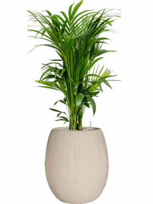 Kentia Howea Forsteriana In Baq Polystone Coated Plain D 27 H 147 cm - PlantenShop24 - 08-09-2025