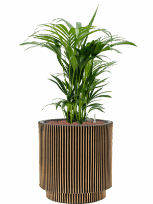Kentia Howea Forsteriana In Capi Nature Groove NL D 25 H 98 cm - PlantenShop24 - 04-09-2025