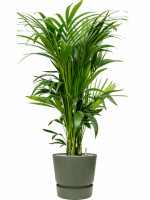 Kentia Howea Forsteriana In Greenville D 27 H 154 cm - PlantenShop24 - 08-09-2025