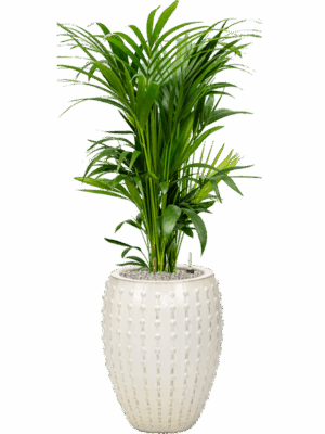 Kentia Howea Forsteriana In Laos D 27 H 145 cm - PlantenShop24 - 08-09-2025