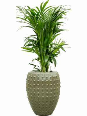 Kentia Howea Forsteriana In Laos D 27 H 147 cm - PlantenShop24 - 08-09-2025