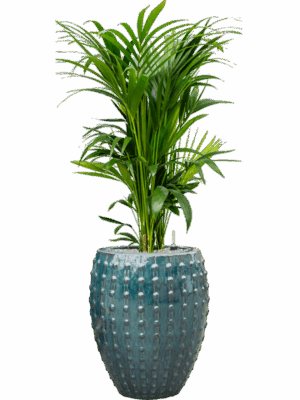 Kentia Howea Forsteriana In Laos D 27 H 147 cm - PlantenShop24 - 08-09-2025