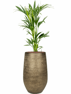 Kentia Howea Forsteriana In Ryan D 18 H 150 cm - PlantenShop24 - 05-09-2025