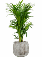 Kentia Howea Forsteriana In Wave D 27 H 128 cm - PlantenShop24 - 09-09-2025