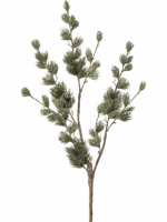 Larix Pine H 85 cm - PlantenShop24 - 11-09-2025