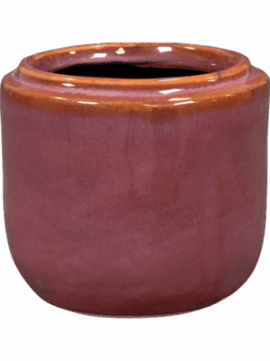 Mabel D 8 H 7 cm - PlantenShop24 - 08-09-2025