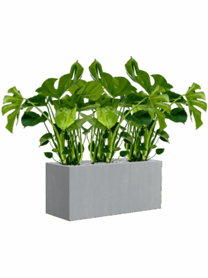 Monstera Deliciosa In Argento D 63 H 77 cm - PlantenShop24 - 01-09-2025