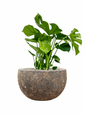 Monstera Deliciosa In Baq Lava D 21 H 73 cm - PlantenShop24 - 01-09-2025