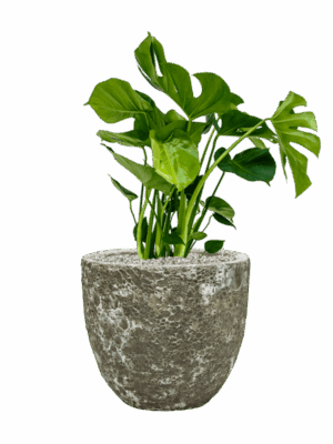 Monstera Deliciosa In Baq Lava D 21 H 81 cm - PlantenShop24 - 01-09-2025