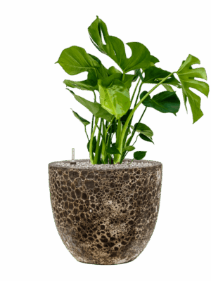 Monstera Deliciosa In Baq Lava D 21 H 82 cm - PlantenShop24 - 01-09-2025