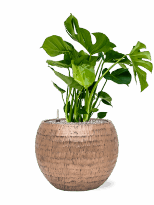 Monstera Deliciosa In Baq Opus Hammered D 21 H 80 cm - PlantenShop24 - 01-09-2025