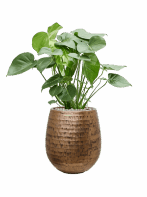 Monstera Deliciosa In Baq Opus Hammered D 24 H 96 cm - PlantenShop24 - 11-09-2025