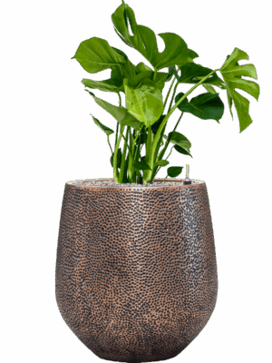 Monstera Deliciosa In Baq Opus Hit D 21 H 96 cm - PlantenShop24 - 01-09-2025