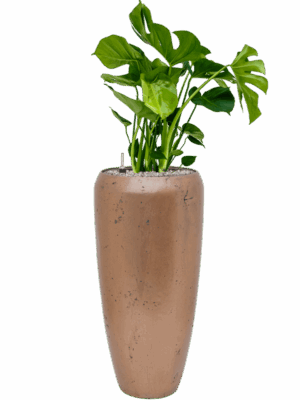 Monstera Deliciosa In Baq Opus Raw D 21 H 113 cm - PlantenShop24 - 01-09-2025
