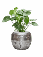 Monstera Deliciosa In Baq Opus Raw D 24 H 94 cm - PlantenShop24 - 15-09-2025
