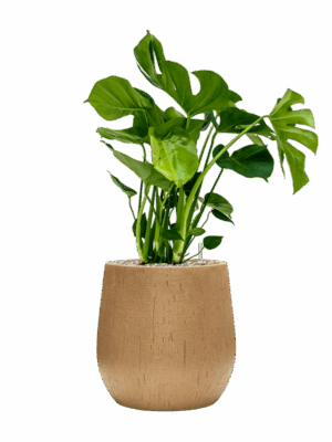 Monstera Deliciosa In Baq Raindrop D 21 H 81 cm - PlantenShop24 - 01-09-2025