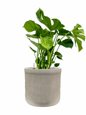 Monstera Deliciosa In Baq Vertical Rib D 21 H 80 cm - PlantenShop24 - 01-09-2025