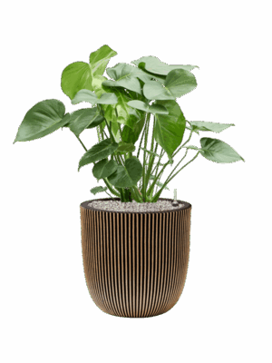 Monstera Deliciosa In Capi Nature Groove NL D 24 H 94 cm - PlantenShop24 - 04-09-2025