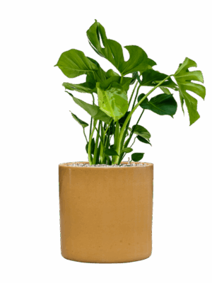 Monstera Deliciosa In Cylinder D 21 H 79 cm - PlantenShop24 - 01-09-2025