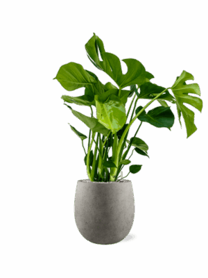 Monstera Deliciosa In Grigio D 21 H 99 cm - PlantenShop24 - 01-09-2025