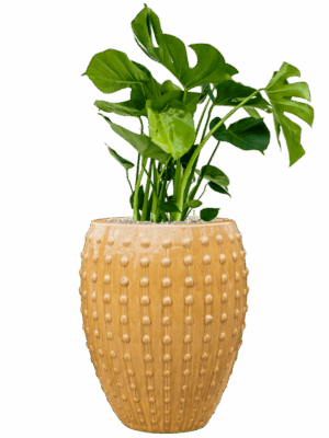 Monstera Deliciosa In Laos D 21 H 103 cm - PlantenShop24 - 01-09-2025