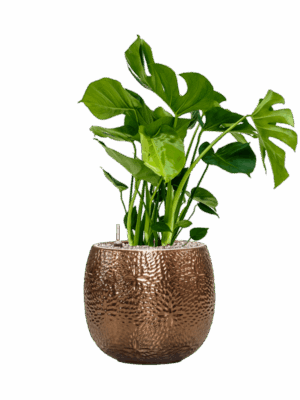 Monstera Deliciosa In Marly D 21 H 77 cm - PlantenShop24 - 01-09-2025