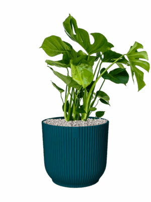 Monstera Deliciosa In Vibes Fold D 21 H 79 cm - PlantenShop24 - 01-09-2025