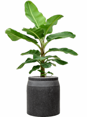 Musa Dwarf Cavendish In Baq Raindrop D 34 H 149 cm - PlantenShop24 - 08-09-2025