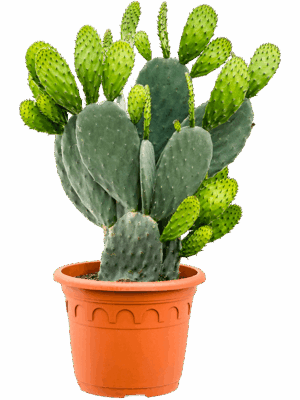 Opuntia Indica D 35 H 110 cm - PlantenShop24 - 15-09-2025