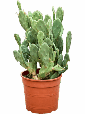 Opuntia Seminermis D 24 H 55 cm - PlantenShop24 - 18-09-2025