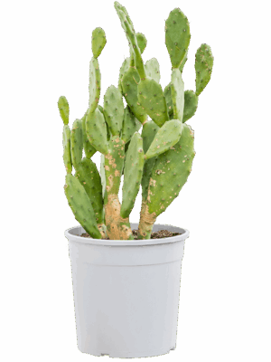 Opuntia Vulgaris D 25 cm - PlantenShop24 - 15-09-2025