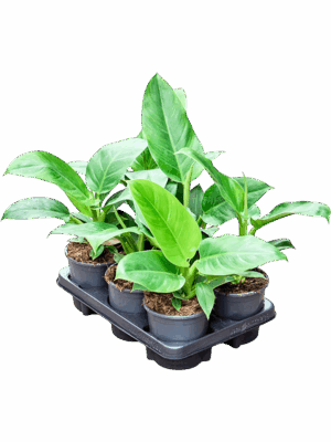 Philodendron Imperial Green D 12 H 35 cm - PlantenShop24 - 09-09-2025