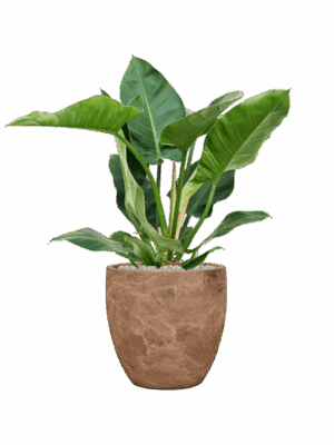 Philodendron Imperial Green In Baq Algar D 24 H 88 cm - PlantenShop24 - 01-09-2025