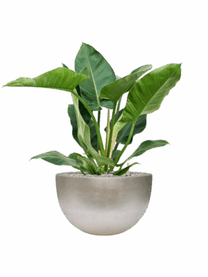 Philodendron Imperial Green In Baq Metallic Silver Leaf D 24 H 81 cm - PlantenShop24 - 01-09-2025
