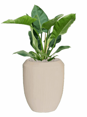 Philodendron Imperial Green In Baq Polystone Coated Plain D 24 H 107 cm - PlantenShop24 - 01-09-2025
