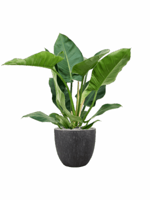 Philodendron Imperial Green In Baq Raindrop D 24 H 110 cm - PlantenShop24 - 01-09-2025