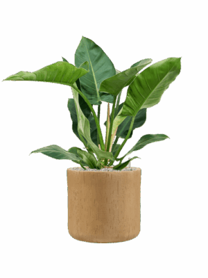 Philodendron Imperial Green In Baq Raindrop D 24 H 87 cm - PlantenShop24 - 01-09-2025