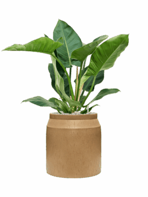 Philodendron Imperial Green In Baq Raindrop D 24 H 94 cm - PlantenShop24 - 01-09-2025