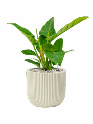 Philodendron `Imperial Green In Capi Nature Groove Special D 17 H 48 cm - PlantenShop24 - 11-09-2025